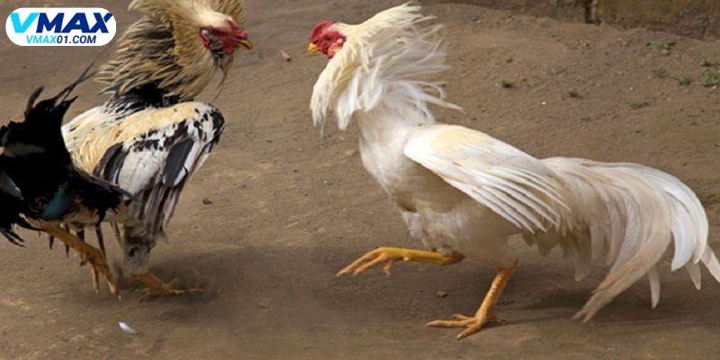 Tổng quan về đá gà trực tiếp SV388 Tổng quan về đá gà trực tiếp SV388