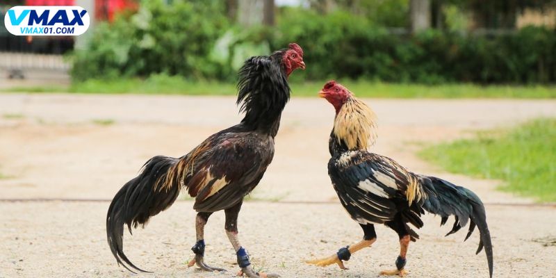 Điểm nổi bật của đá gà trực tiếp SV388 Điểm nổi bật của đá gà trực tiếp SV388