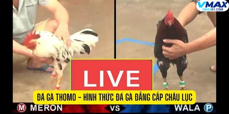 Giới thiệu tổng quan về đá gà trực tiếp ICF