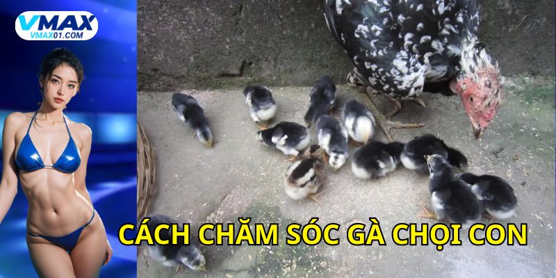 Chăm sóc gà chọi con