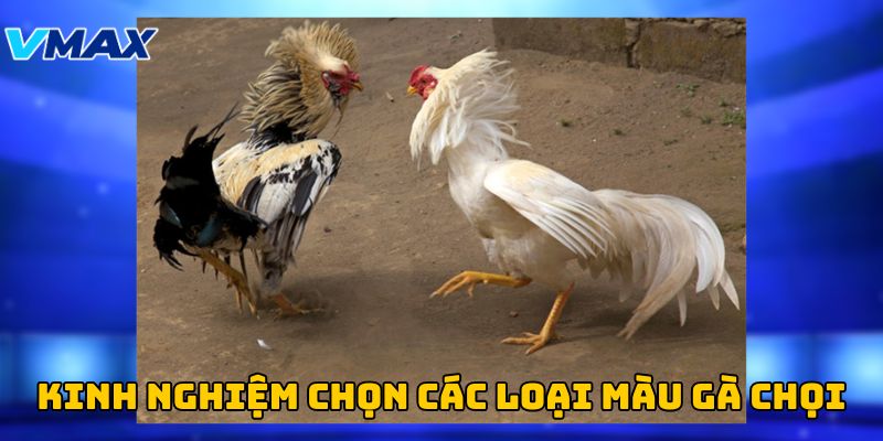 Kinh nghiệm chọn các loại màu gà chọi Kinh nghiệm chọn các loại màu gà chọi