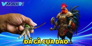đá gà cựa dao